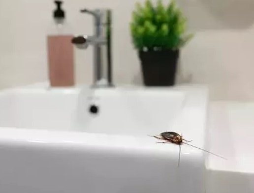 Banyo Böcekleri